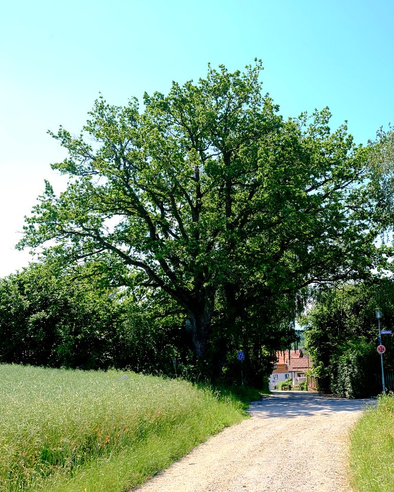 ND-01173 Lkr. AÖ Kapelleneiche in Tyrlaching