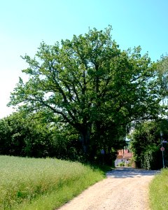 ND-01173 Lkr. AÖ Kapelleneiche in Tyrlaching