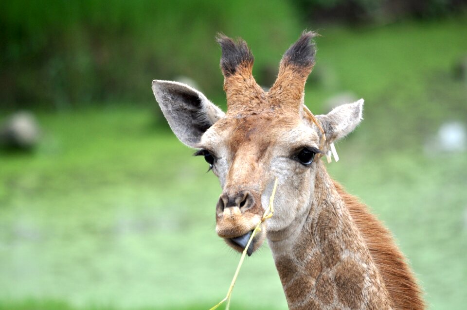 Nature eating grass