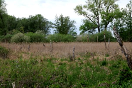 Near Zietenhorst Fehrbellin 2020-05-15 01