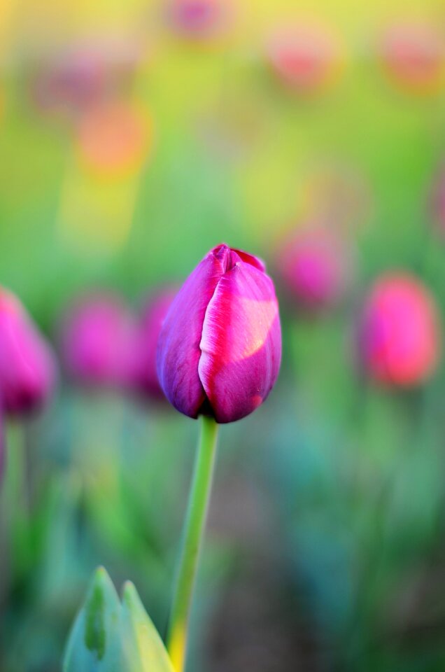 Close-up beautiful spring photo