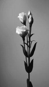 Blooming blossom bright
