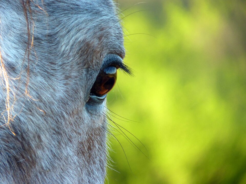 Eyes horse head equine