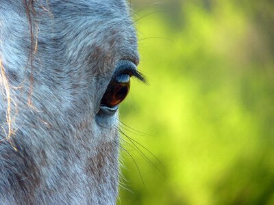 Eyes horse head equine