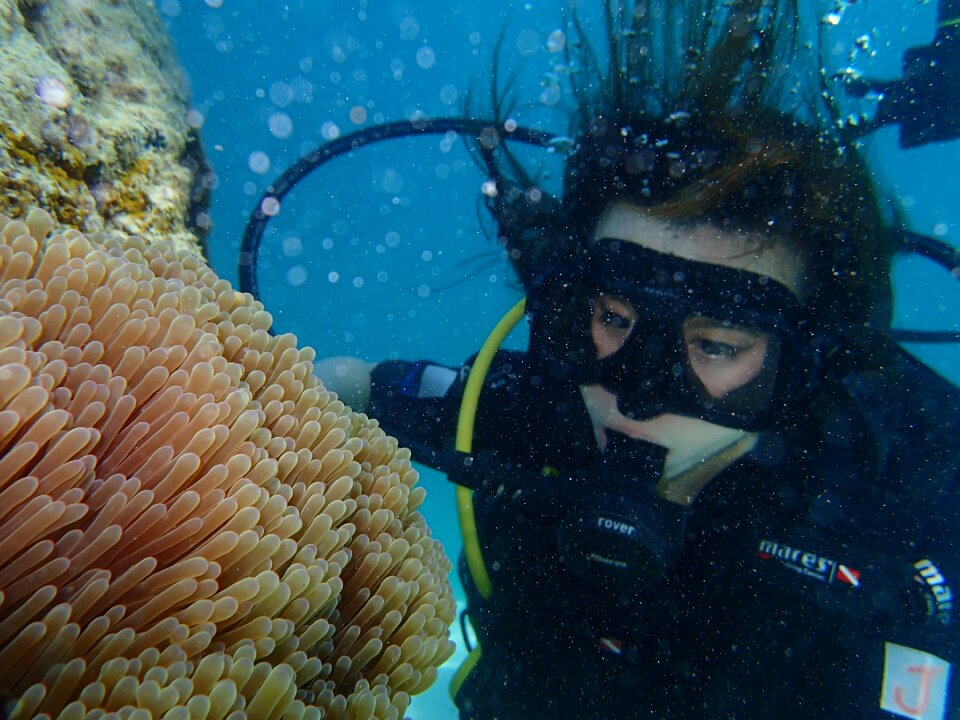 Coral sea anemones clown fish