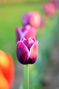 Beautiful spring green photo