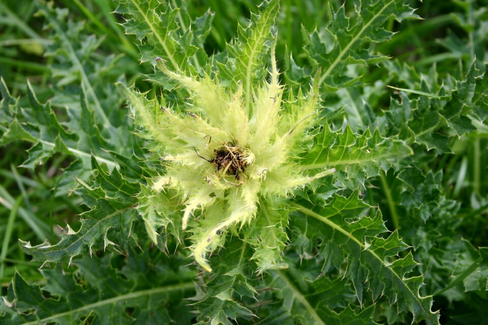 Alpine flower thistle plant