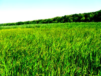 Neajlov Delta and Comana Forest