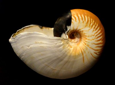 Nautilus scrobiculatus - Fernbank Museum of Natural History - DSC00301 photo