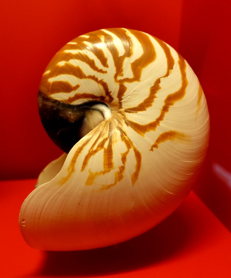 Nautilus pompilius - Naturhistorisches Museum, Braunschweig, Germany - DSC04992