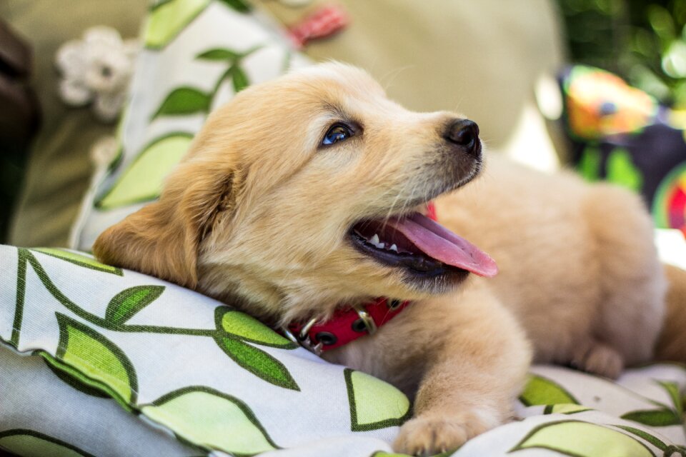 Puppies dog golden retriever