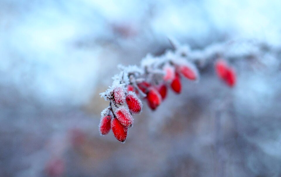 Jelly ice snowy branches