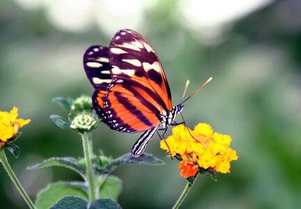 Nature insect garden photo