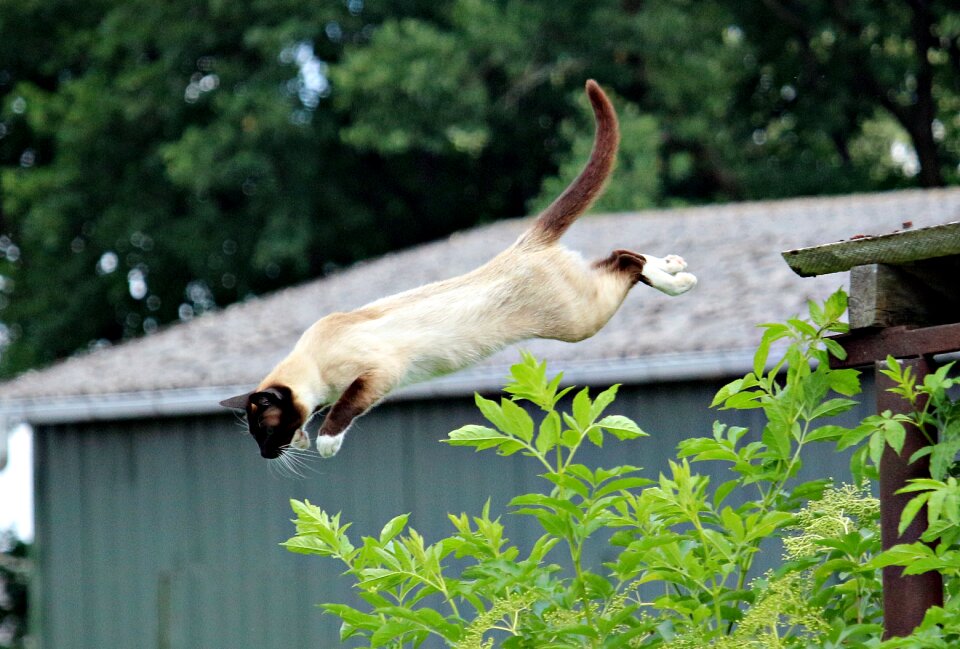 Siamese siamese cat breed cat photo