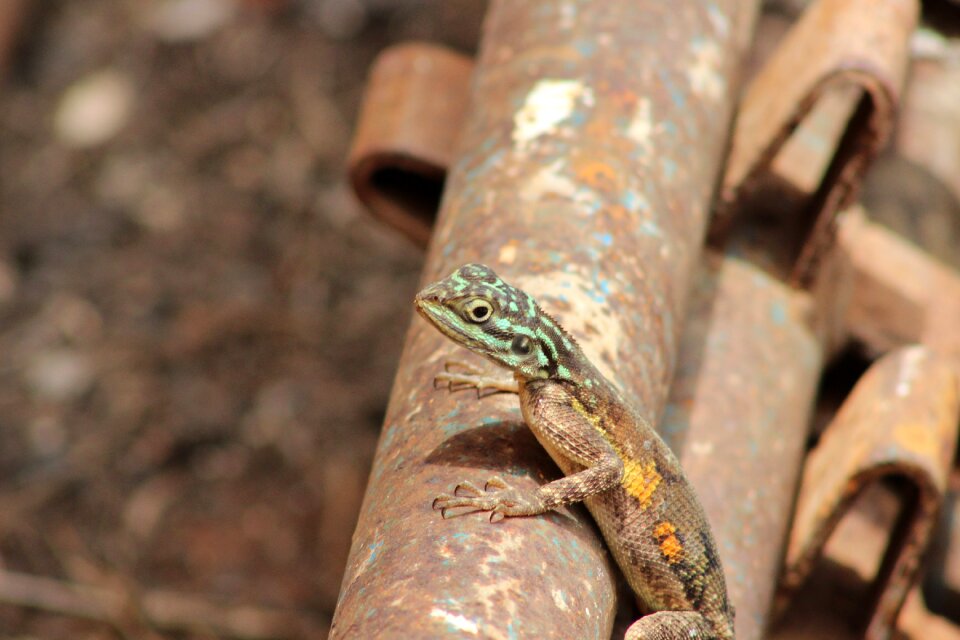 Nature wild wildlife