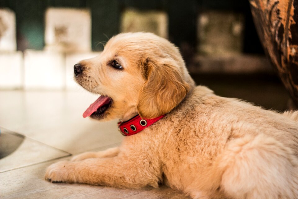 Dog golden retriever stretch