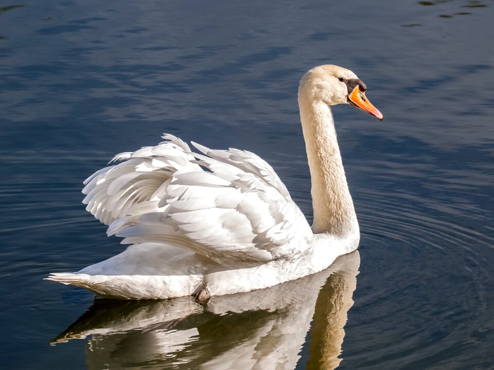 Water bird nature animal