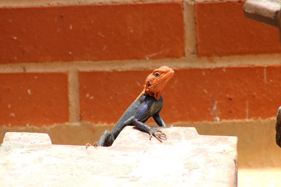 Nature wildlife reptiles