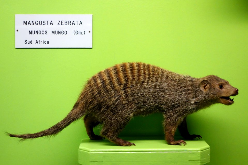 Mungos mungo - Museo Civico di Storia Naturale Giacomo Doria - Genoa, Italy - DSC02717