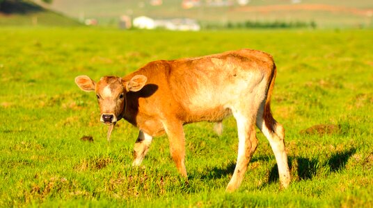 Farm animal mongolia photo