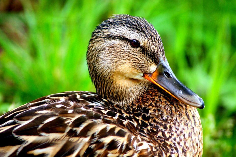 Bird water wild birds