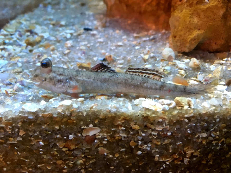 Mudskipper at Georgia Aquarium