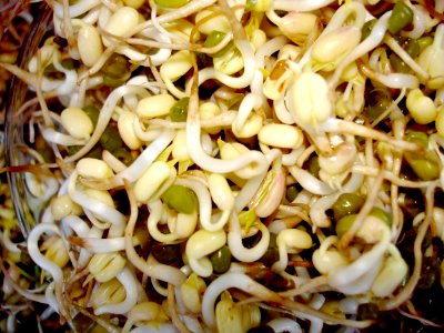 Mung bean (sprouts) photo