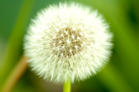 Natural summer blossom photo