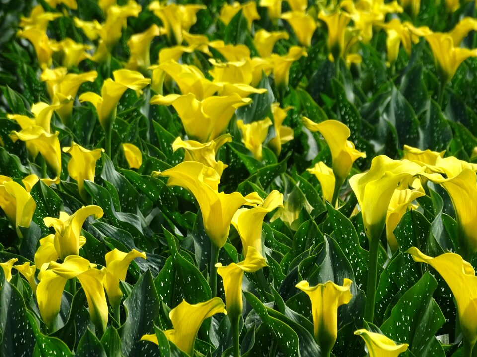 Flower blossom bloom
