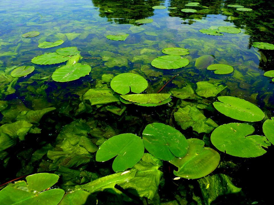 Water landscape pond
