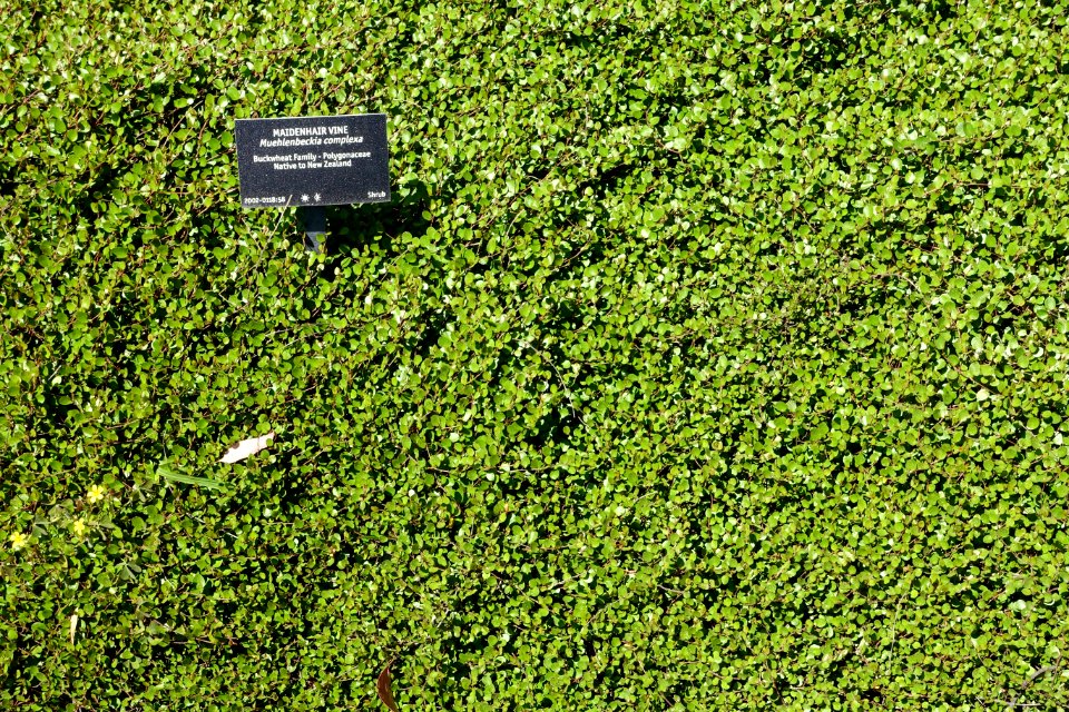 Muehlenbeckia complexa - VanDusen Botanical Garden - Vancouver, BC - DSC07402