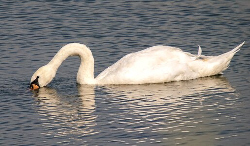 Water bird nature animal