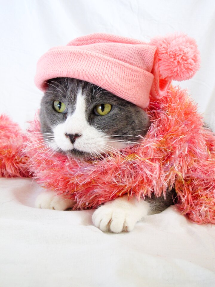 Cute kitten domestic
