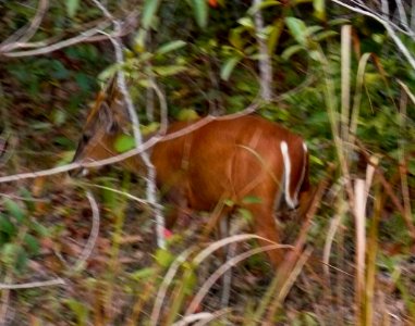Muntiacus muntjak Khao Yai NP