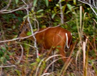 Muntiacus muntjak Khao Yai NP photo