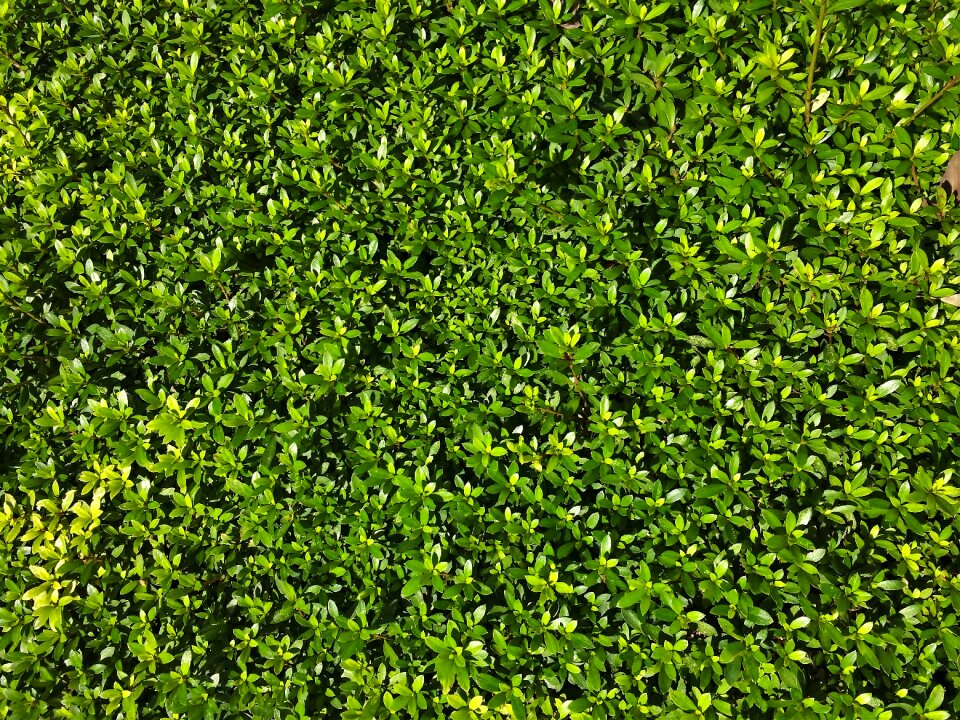 Green flower bed bill