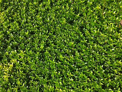 Green flower bed bill