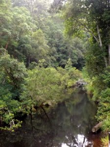 Mudgeeraba Creek, Austinville, Queensland photo