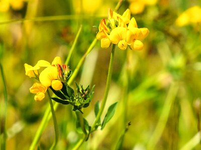 Blossom bloom plant