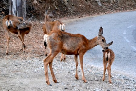 Mule Deer (Odocoileus hemionus) (10)
