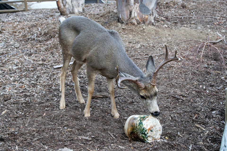 Mule Deer (Odocoileus hemionus)