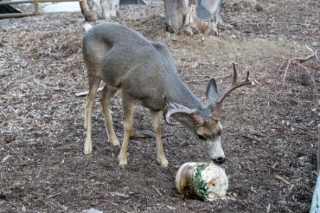 Mule Deer (Odocoileus hemionus)