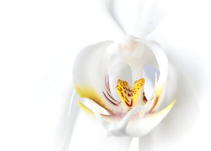 Phalaenopsis orchid flower tropical photo