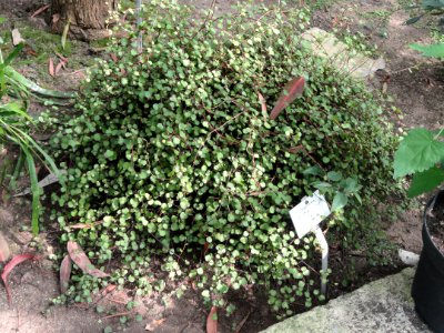 Muehlenbeckia complexa - Botanischer Garten Freiburg - DSC06346