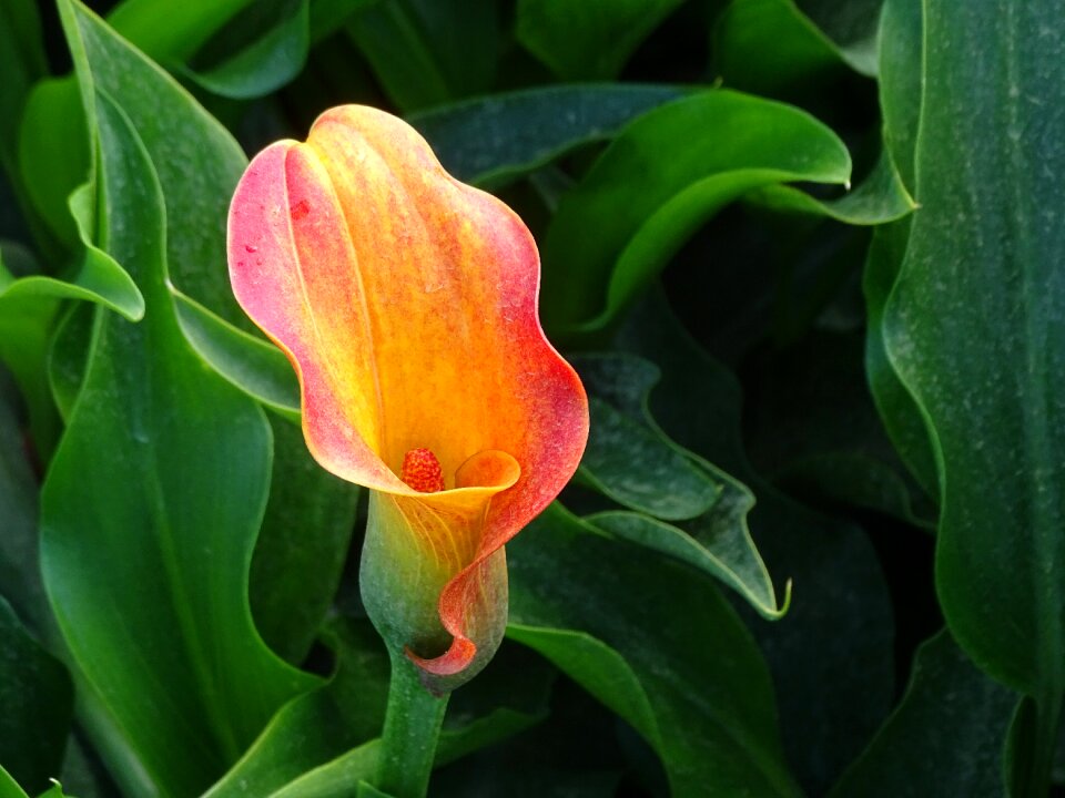 Petals flower garden orange