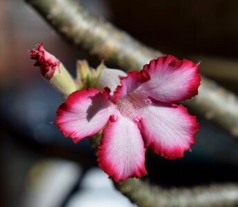 Bloom bonsai plant