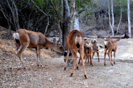 Mule Deer (Odocoileus hemionus) (9)