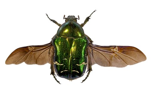 Beetle green wings