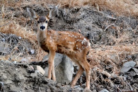 Mule Deer (Odocoileus hemionus) (8)