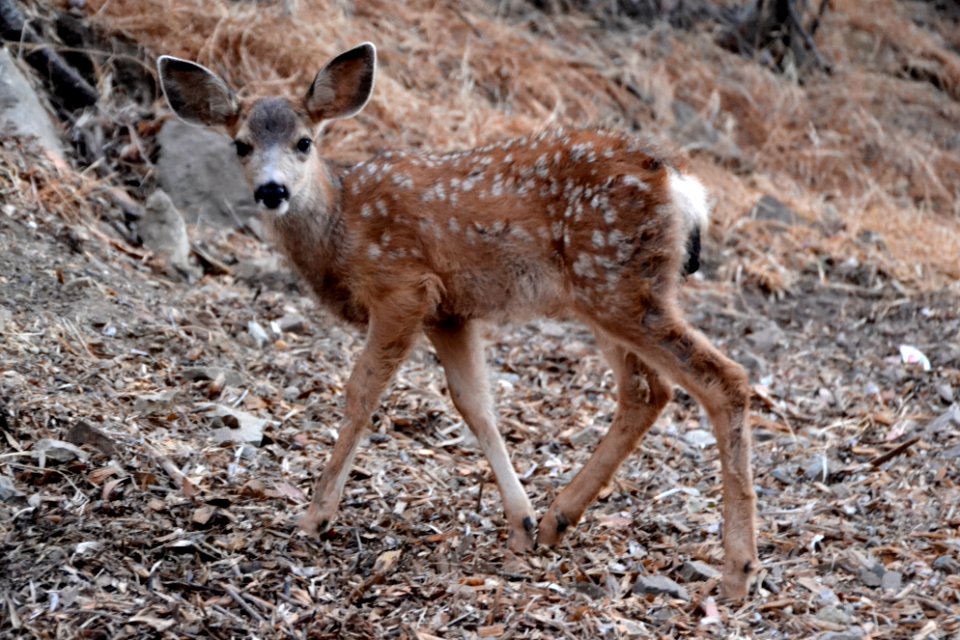 Mule Deer (Odocoileus hemionus) (12)